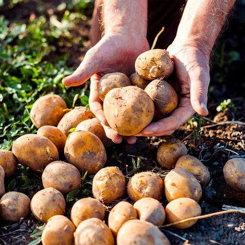 Patate di montagna Fattoria Biò - 8 Kg - Varietà a pasta gialla