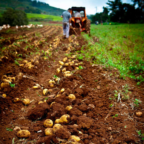 Patate di montagna Fattoria Biò - 8 Kg - Varietà a pasta gialla